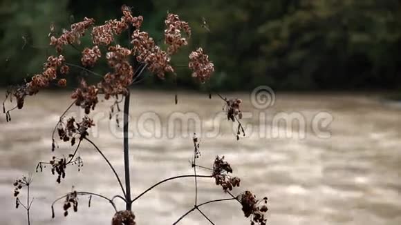 河岸上半干植物景观视频的预览图