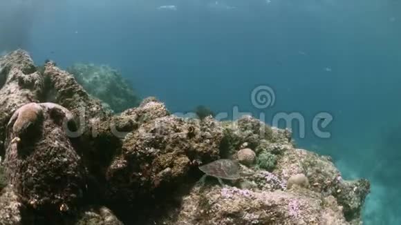 印度尼西亚RajaAmpat珊瑚礁上的海龟4k视频的预览图
