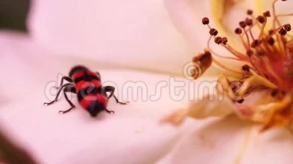 粉红色玫瑰与红色昆虫宏视频的预览图