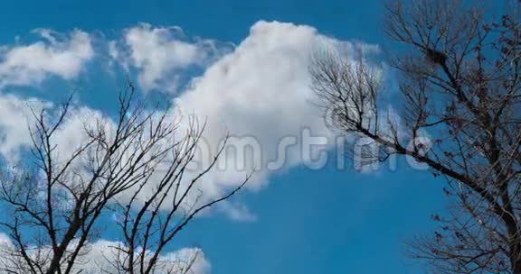 大树顶着蓝天视频的预览图