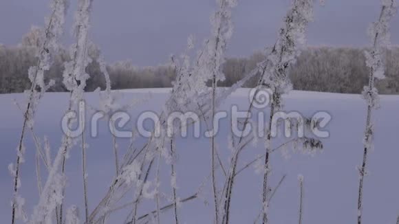 在冬天的田野里锄头结霜的草柄视频的预览图