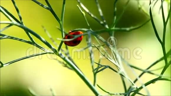 绿色植物上的瓢虫视频的预览图