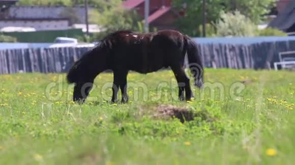 在阳光明媚的日子黑驹在村庄附近的田野里吃新鲜的草视频的预览图