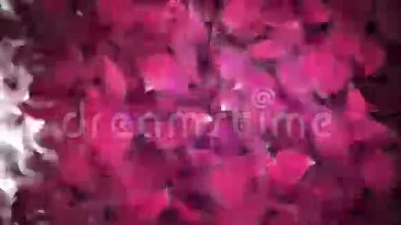 动画玫瑰花瓣过渡视频的预览图