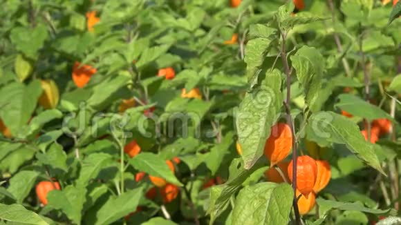 花园里的植物种橙色灯笼4K视频的预览图