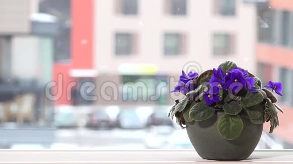 冬天窗台上的非洲紫罗兰花落在室外视频的预览图