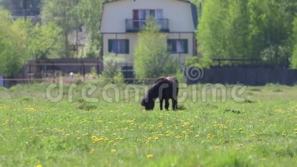 在阳光明媚的日子里黑漂亮的白驹在村庄附近的田野里吃新鲜的草视频的预览图