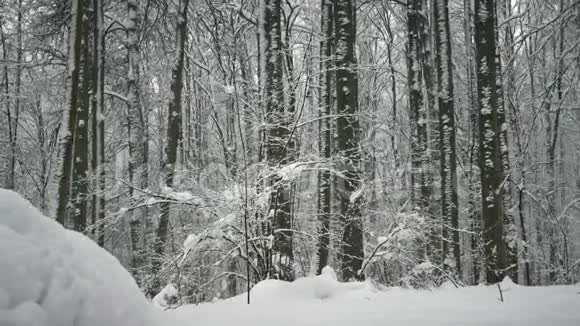 冬天的森林雪中的树木大雪纷飞视频的预览图