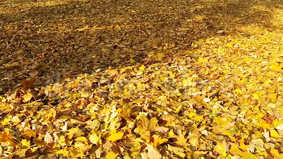 秋天落叶的视频视频的预览图