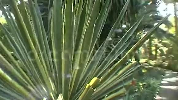 马约勒花园马拉喀什视频的预览图