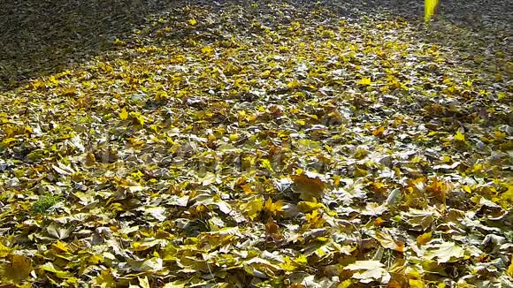 秋天落叶的视频视频的预览图