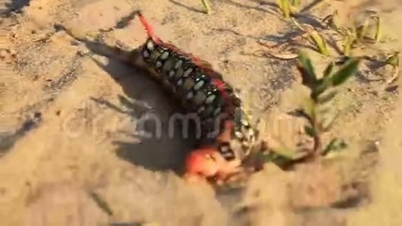 一条罕见的大毛虫视频的预览图
