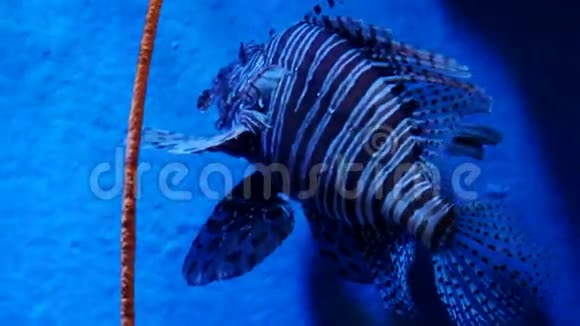 奇异美丽的狮子鱼在蓝色的水里游泳水下场景3840x21604k视频的预览图