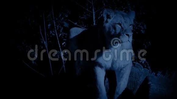 狮子在丛林中待命视频的预览图