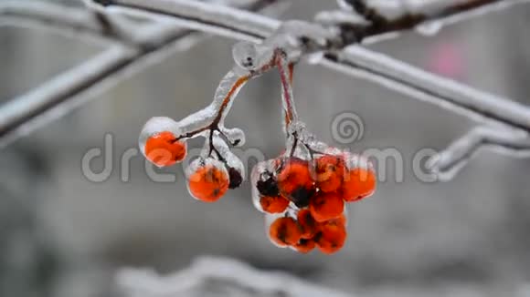 雪碧和浆果覆盖着冰视频的预览图