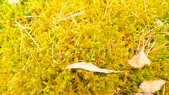 老黄叶落在干苔上苔藓干松针和干橡木叶的干燥小植物视频的预览图
