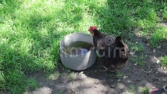 一只鸡饮水视频的预览图