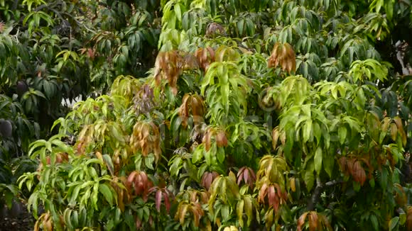 果树种植园的芒果热带果树的叶子视频的预览图