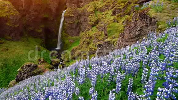 冰岛森林和山脉的风景如画野生蓝色羽扇豆在夏天绽放最美的视频的预览图