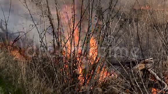 易燃的干草引起的火灾视频的预览图