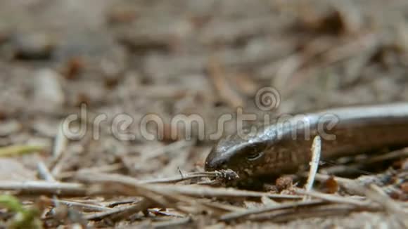 脆弱的安圭拉人或称慢虫是一种无肢蜥蜴近距离射击视频的预览图