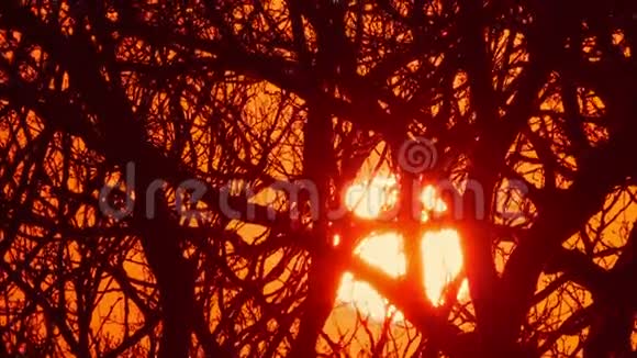 光秃秃的树后面的冬季日出视频的预览图