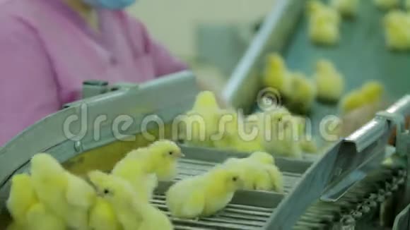 女人在工厂挑选小小鸡视频的预览图