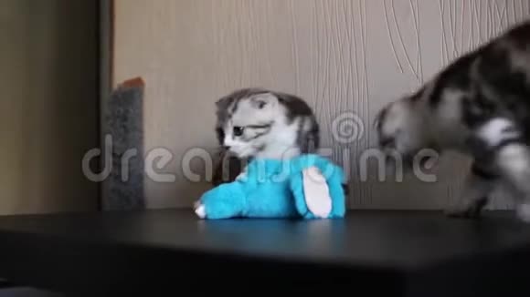 小猫苏格兰褶皱猫玩苏格兰褶皱和苏格兰直视频的预览图