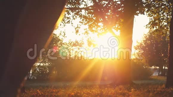 秋天的公园里欢乐的女孩在日落时慢动作地穿过太阳1920x1080视频的预览图