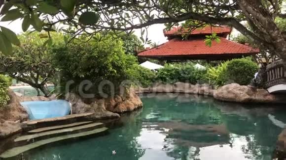 在巴厘岛的花园里关闭了佛兰吉帕尼树印度尼西亚巴厘热带岛屿视频的预览图