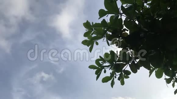 在巴厘岛的花园里关闭了佛兰吉帕尼树印度尼西亚巴厘热带岛屿视频的预览图