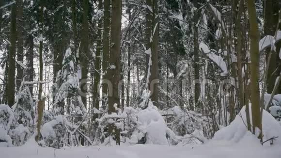 冬天的森林树木和大雪视频的预览图