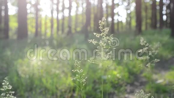森林中常见的草甸草穗视频的预览图