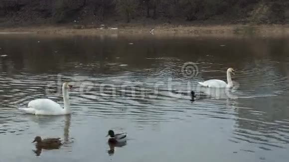 两只白天鹅漂浮在一条河里春天带着野鸭鸭子攻击天鹅视频的预览图