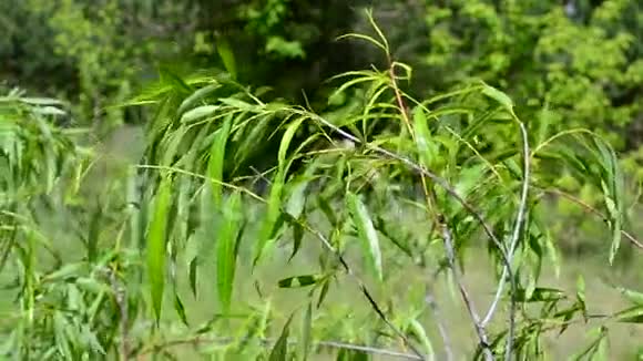 美丽的柳枝清新的浅绿色茂盛的叶子视频的预览图
