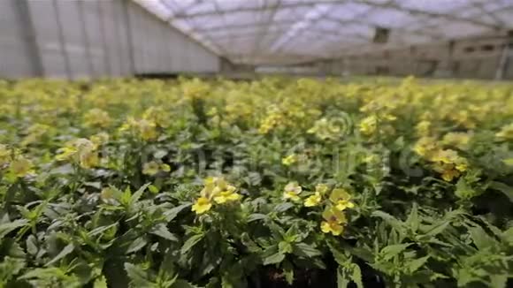 有黄花的绿色植物在工业规模种植花卉视频的预览图