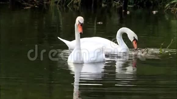 两只天鹅在湖里游泳视频的预览图