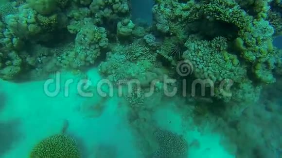 珊瑚上的放射状火鱼视频的预览图