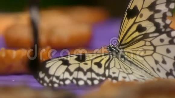 白树日本蝴蝶吃水果视频的预览图