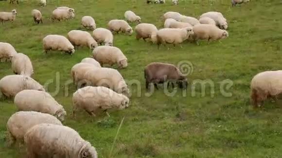 绵羊放牧秋景视频的预览图