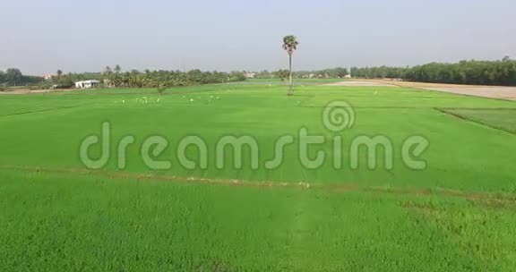 白鹳在越南广阔的绿色稻田上飞翔视频的预览图