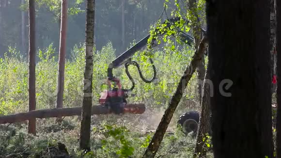 木材联合收割机加工松树收割机把树切成碎片伐木视频的预览图
