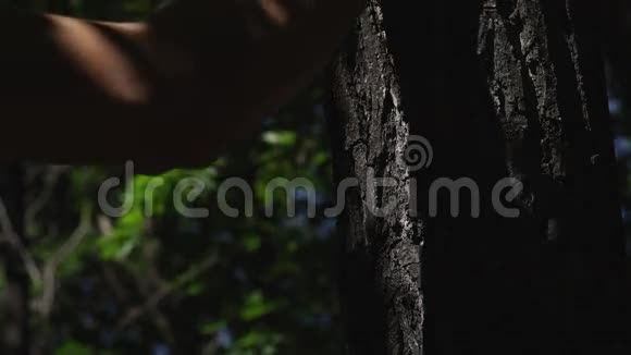 雄手在树干上一棵树上的太阳能光片视频的预览图
