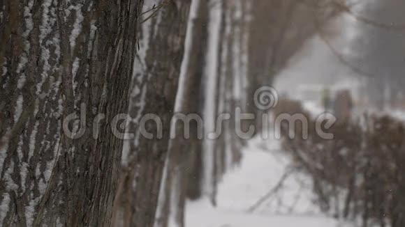 冬季人行道在城市里下雪一条有树的人行步道视频的预览图