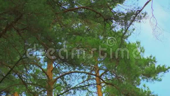 松林中的树冠风视频的预览图