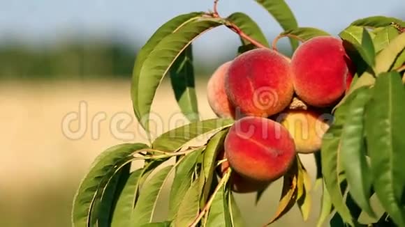 用新鲜成熟的桃子和叶子在树上特写树枝晴朗的风日视频的预览图