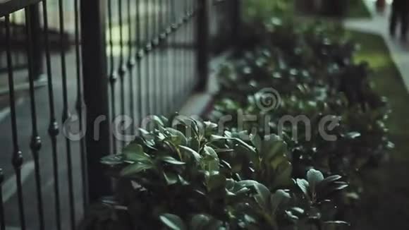 在房子的铁栅栏上看到绿丛街道草坪城市里阳光明媚的夜晚人们走路视频的预览图
