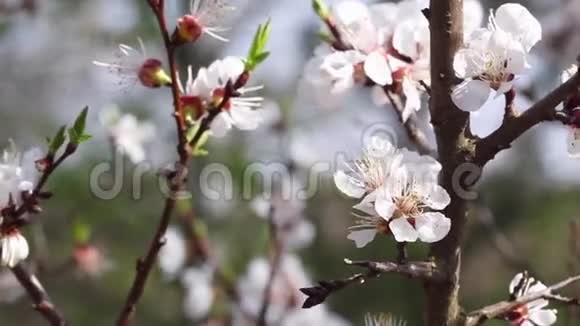 开花的杏树枝视频的预览图