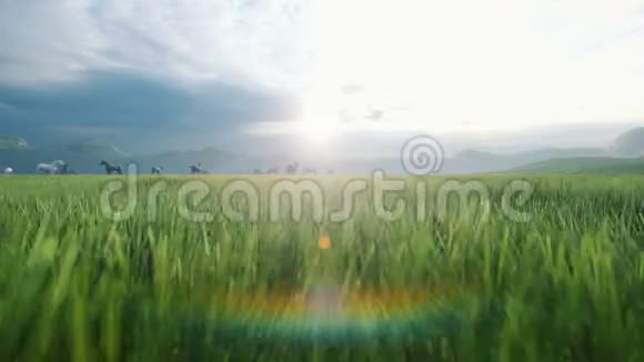 一群马在一个美丽的夏日傍晚在一片风景如画的绿色草地上放牧被金色的光芒照亮视频的预览图