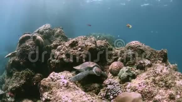 印度尼西亚RajaAmpat珊瑚礁上的海龟4k视频的预览图